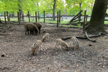 Wildschweine im Wildpark Duennwlad 01